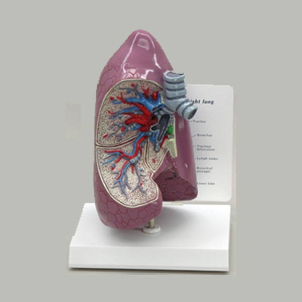 Lung model - Aceconcepts
